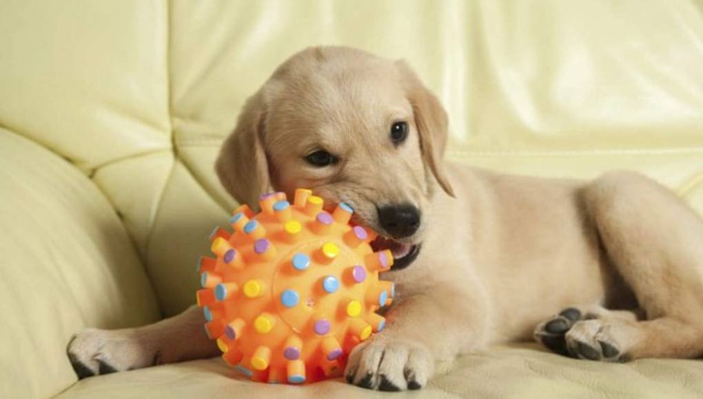 Una terapia genética con perros podría tratar la distrofia muscular