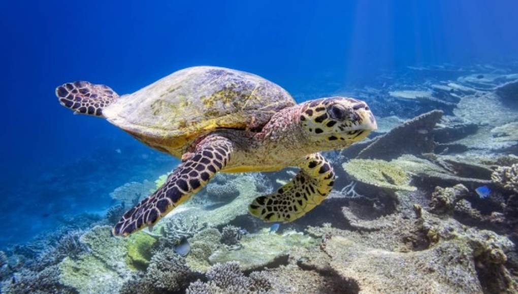 Tortugas marinas: unas ágiles nadadoras