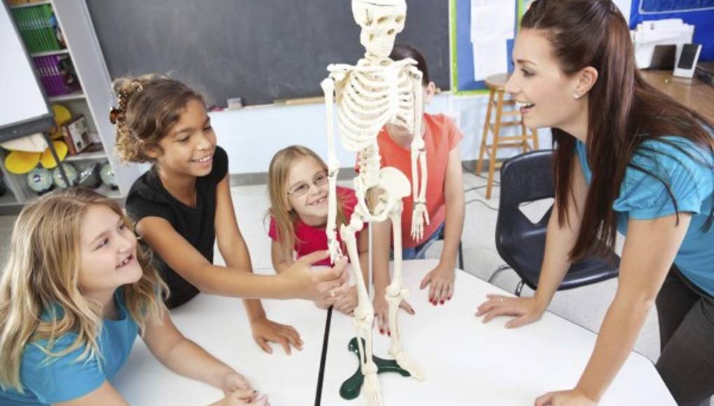 La importancia de los huesos: Superhéroes que sostienen tu cuerpo