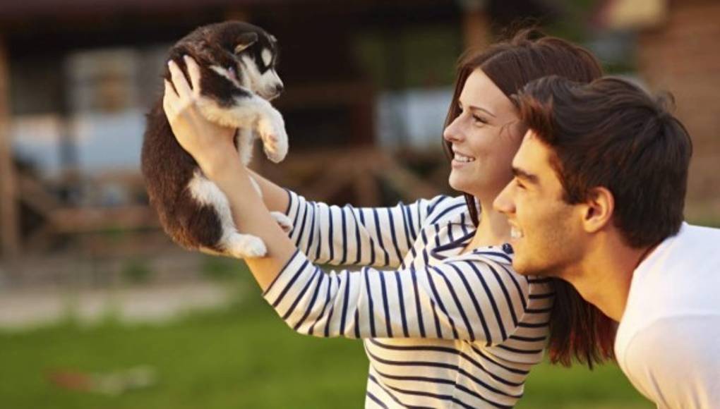 Los perros prefieren palabras de cariño que la comida