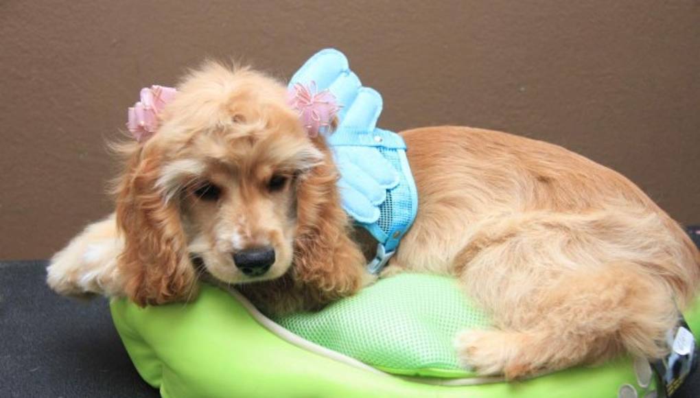 Lleva tu perro al salón