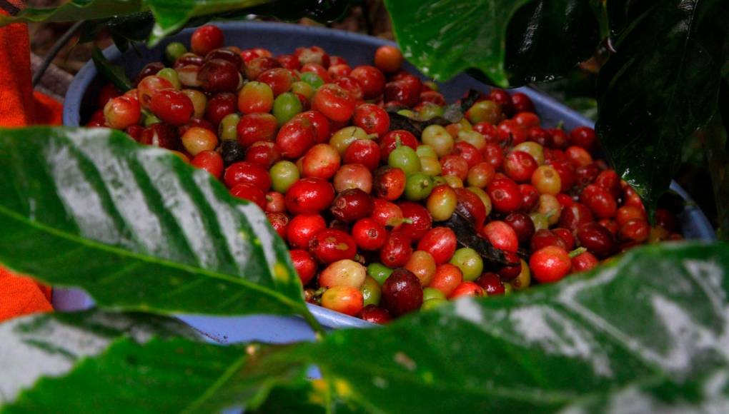 Buenos precios motivan el inicio de la cosecha de café