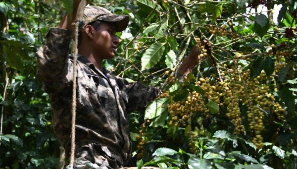 Finca Santa Lucía alcanza 90,67 % en Taza de Excelencia de Café Honduras 2021