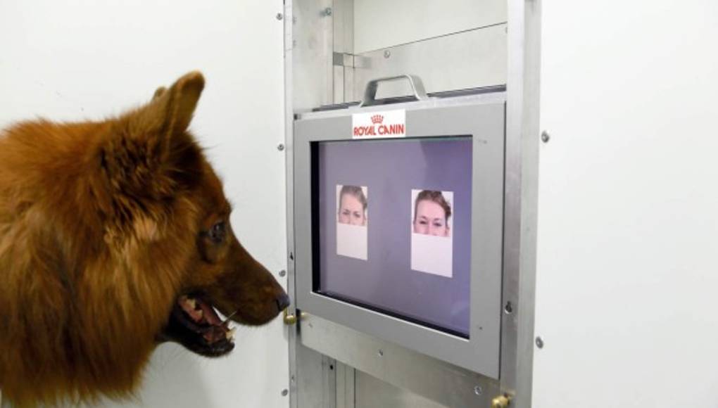 Los perros reconocen las expresiones humanas