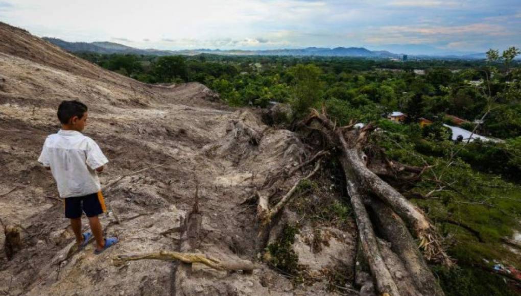 Por tala ilegal y quema Honduras pierde hasta 3% de bosque al año