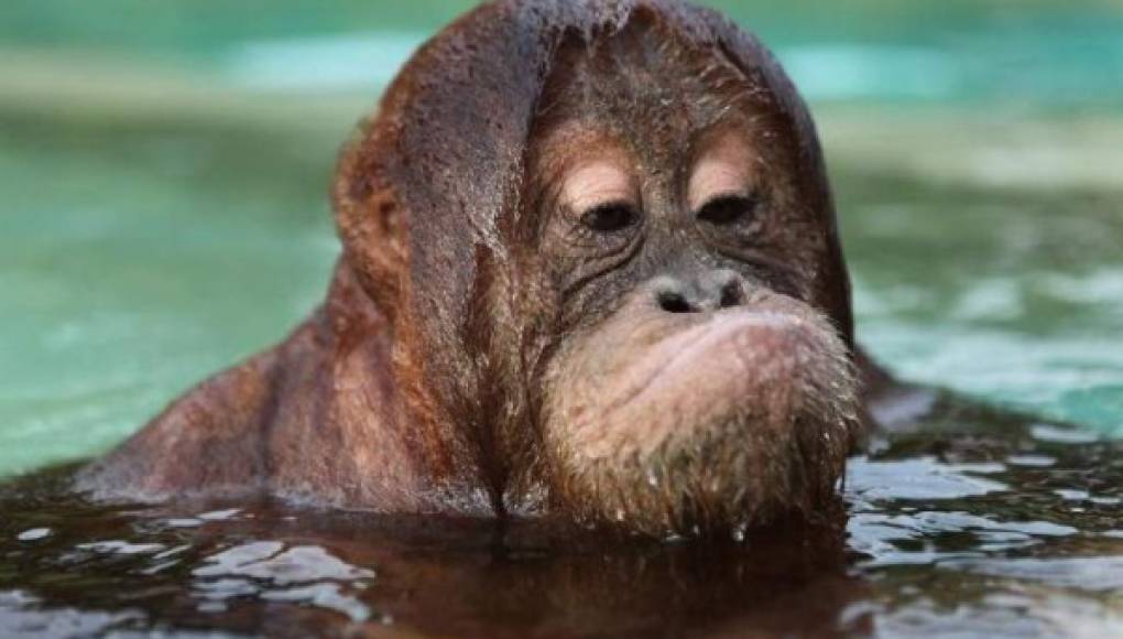 El orangután que bucea