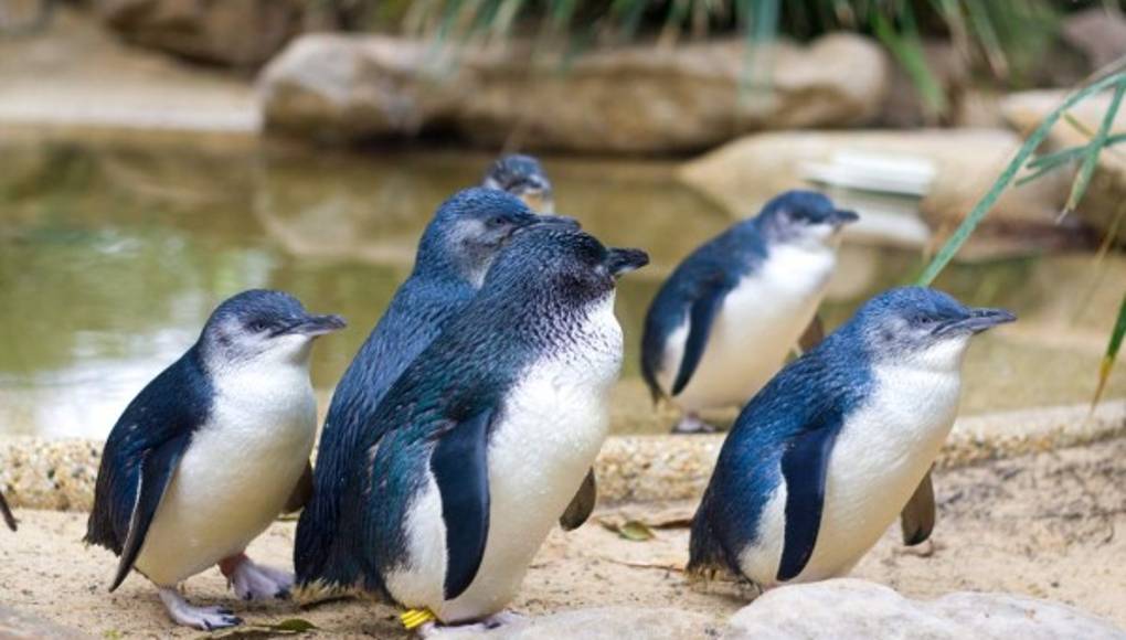 Pingüino azul, el más pequeño del mundo