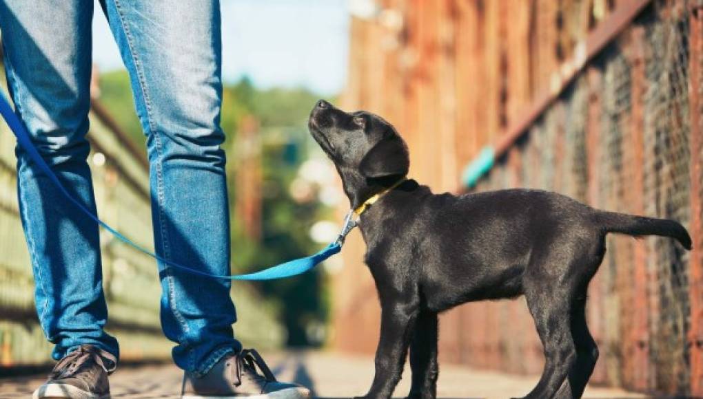 ¿Pueden los perro guiarnos hasta la fuente de la eterna juventud?