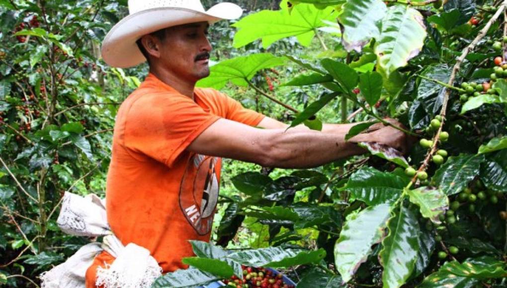 Ihcafé presenta plan de apoyo para sostenibilidad del sector cafetalero