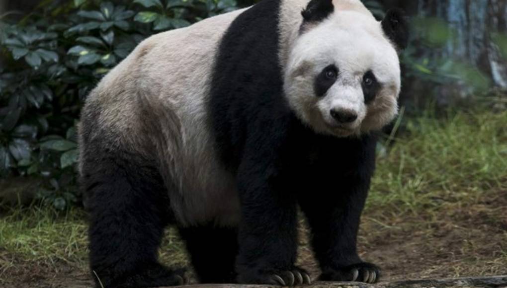 La osa panda más vieja del mundo