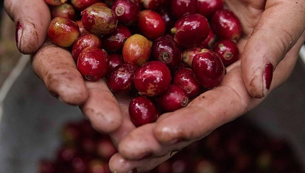 Ingresos por exportación de café hondureño suben 409 % en cosecha 2021-2022