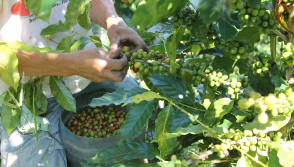 El café representa más del 10% del PIB de Honduras