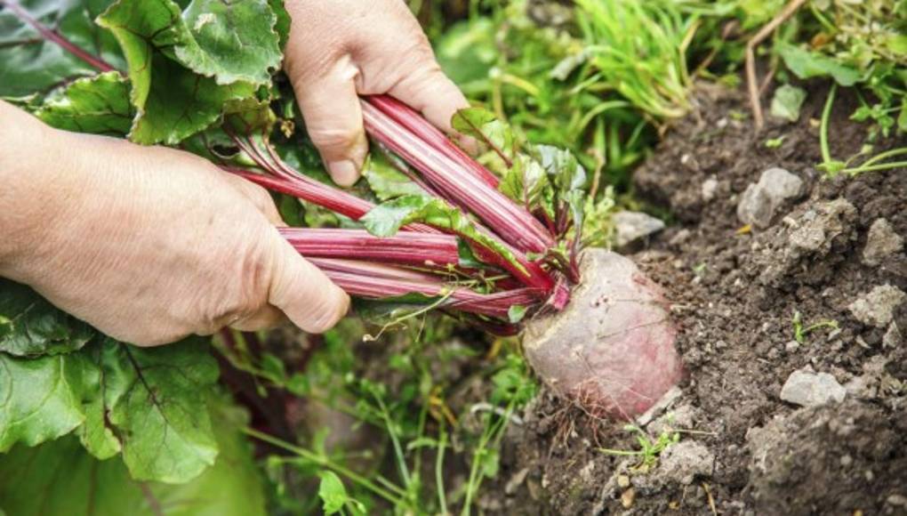 La remolacha es rica en nutrientes