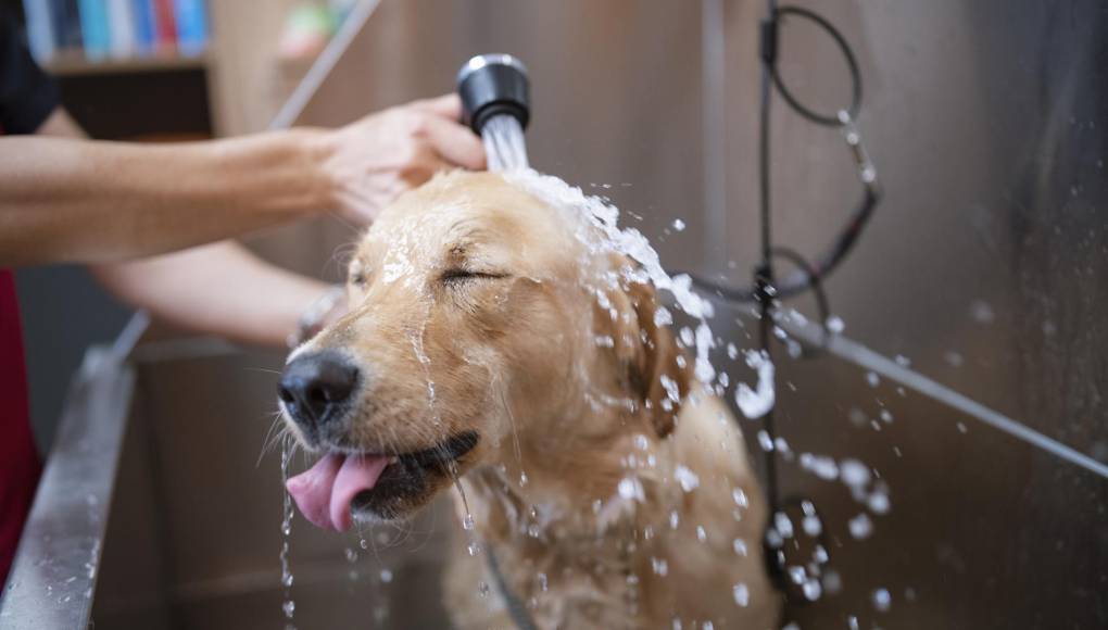 Consejos para mascotas