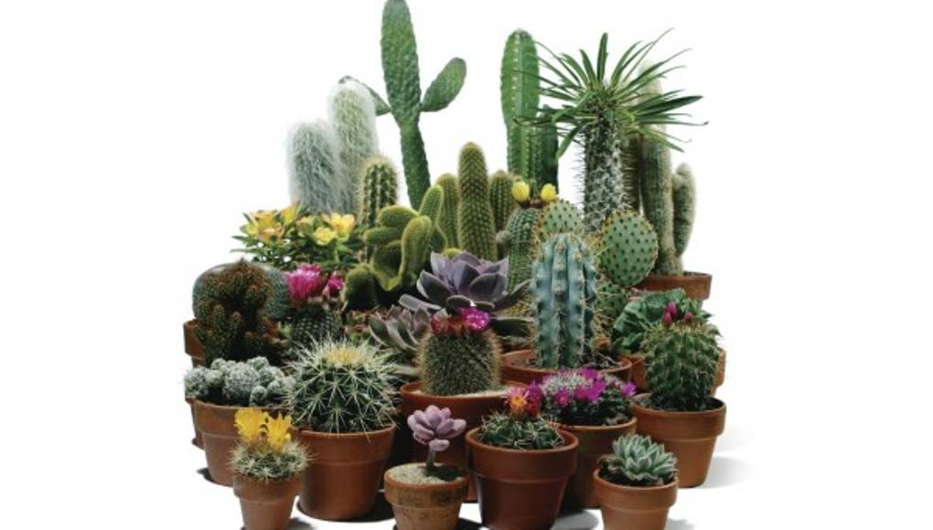 El cactus adorna cualquier rincón