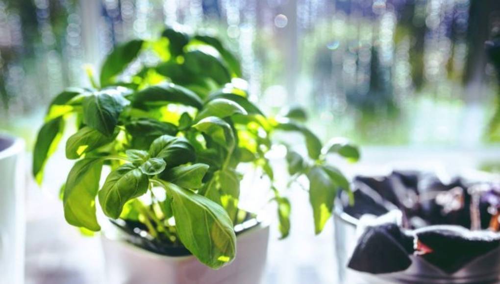 Plantas para que los mosquitos no entren a tu casa  