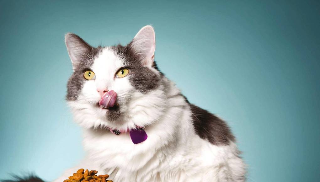 Consejos para elegir su alimentación ideal