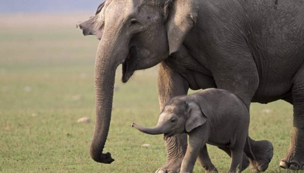 Elefantes en peligro  