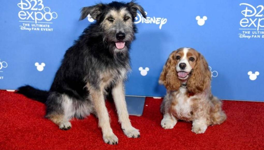 Disney halla en una perrera a su Vagabundo de la cinta 'Lady and the Tramp'