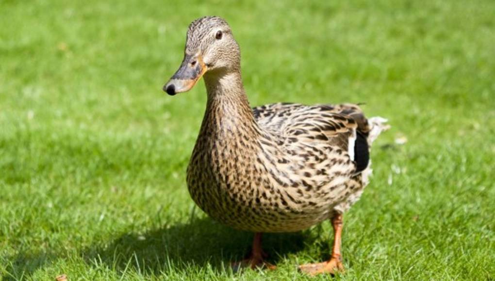 ¡Mamá pata al ataque!