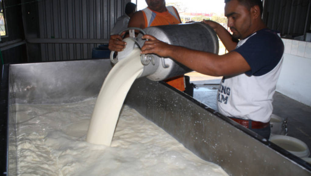 La palma, rambután y cacao desplazan la producción de leche