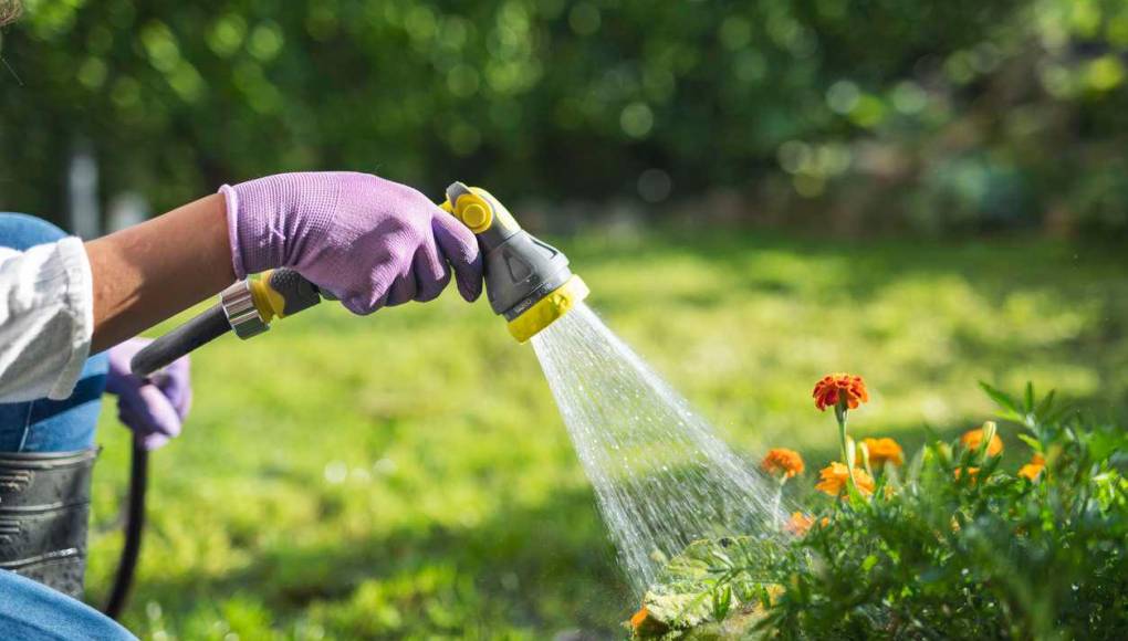 Salva tu jardín de la sequía de esta temporada