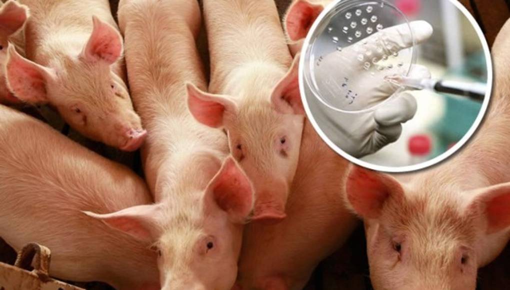 Membrana de cerdo podría reparar lesiones musculares