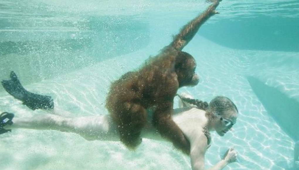 El orangután que bucea