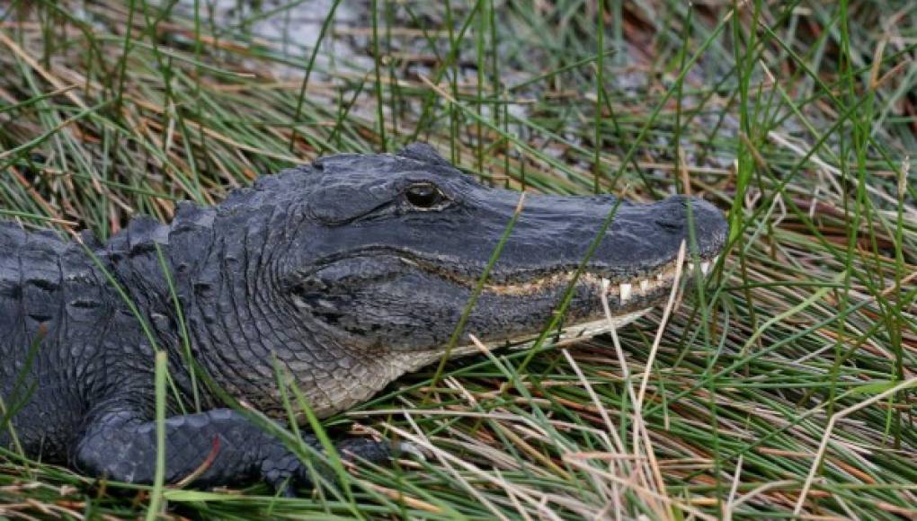 Enorme caimán ataca a mujer que paseaba con su perro cerca de un lago en Florida