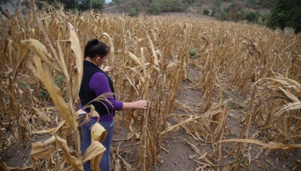Se agotan las reservas de granos en Corredor Seco
