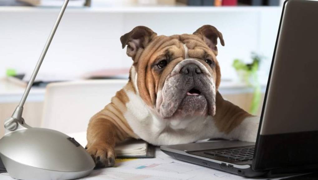 Los perros tienen memoria episódica