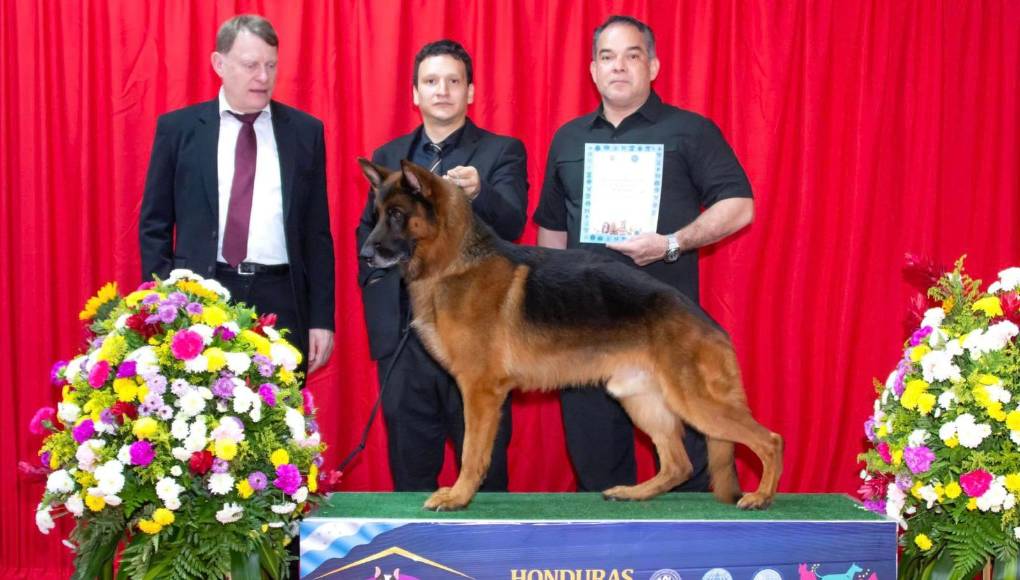Entre ellas la de “Mejor ejemplar macho de pastor alemán”.