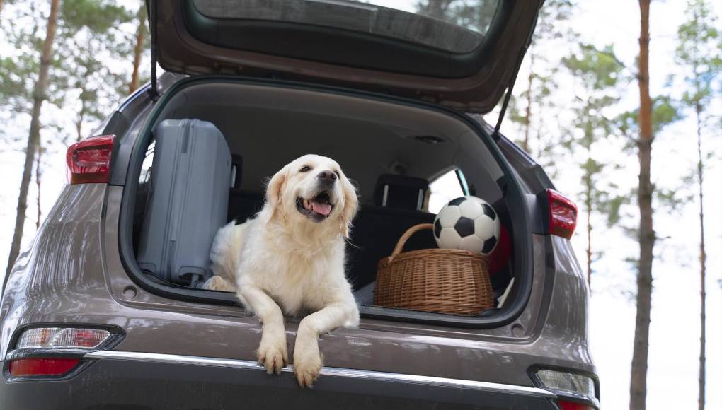 Consejos importantes para salir de viaje con su perro