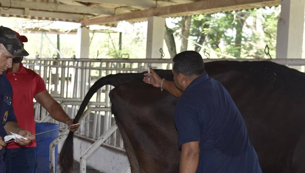Los estudiantes del Curla, aprenden a vacunar y hacer inseminación artificial en toda su carrera.