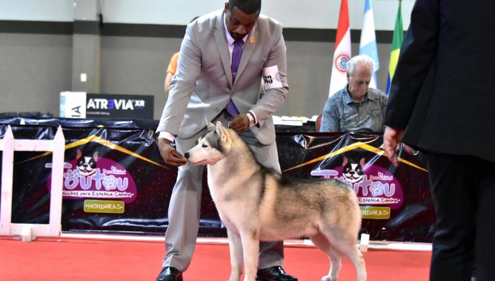 Y la estrella del criadero Galateas Siberian, Rebel, se llevó el premio a mejor ejemplar macho husky siberiano de las Américas y el Caribe por segunda ocasión.