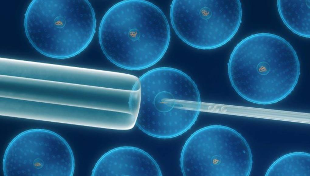 Una nueva táctica con células madre se muestra promisoria para la insuficiencia cardiaca