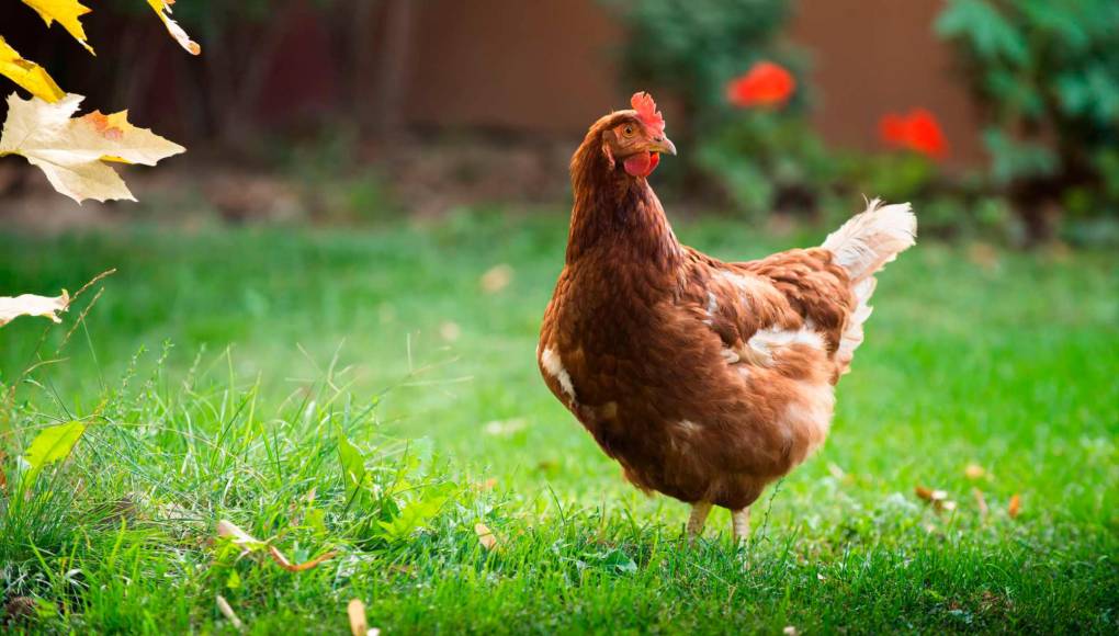 ¿Cómo criar gallinas ponedoras en casa?