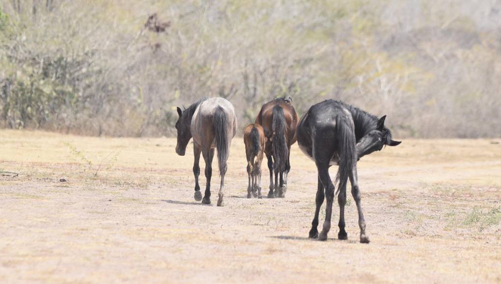 En toda esta zona, hay una abundancia de semovientes, que forma parte de una tradición ganadera. Aquí el clima es extremo y los que hacen la vida posible se las ingenian para mantener viva sus actividades. 