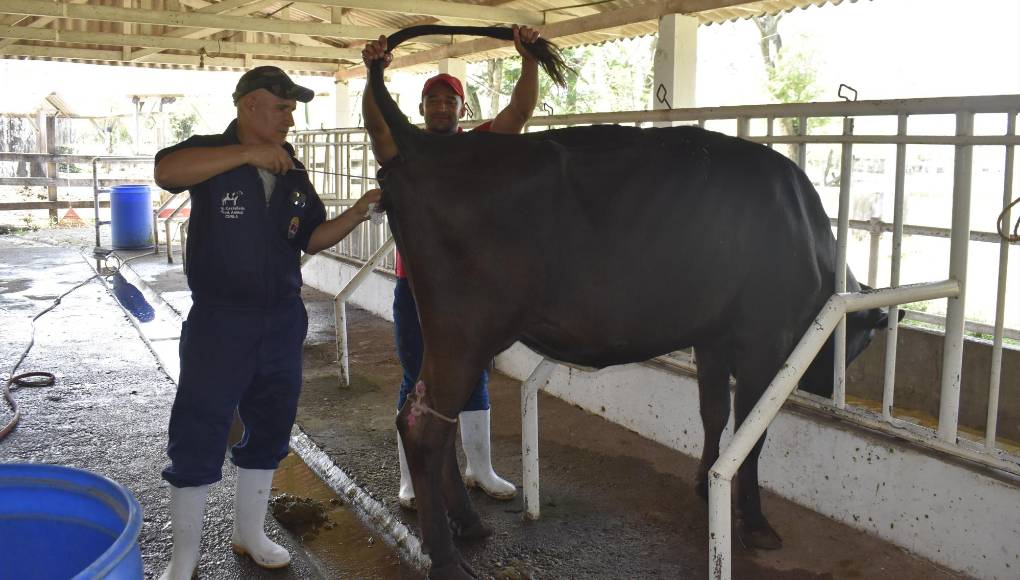 Las prácticas en el campo son una de las referencias del Curla, sus egresados son muy cotizados en las areas agrícolas y ganaderas.