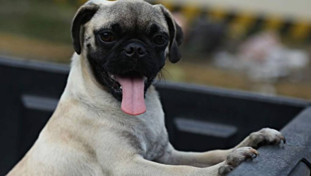 Las 10 claves para tener un perro sano y feliz