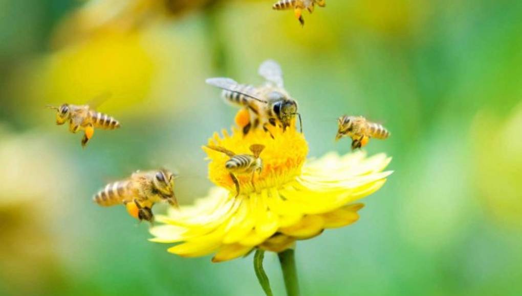 Las abejas son capaces de hacer sumas y restas