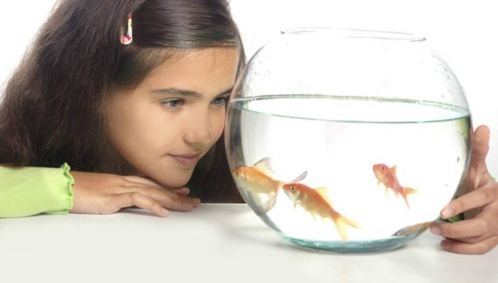 Cuidados especiales que los peces necesitan