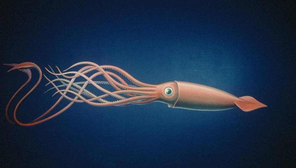 Calamares gigantes, criaturas misteriosas