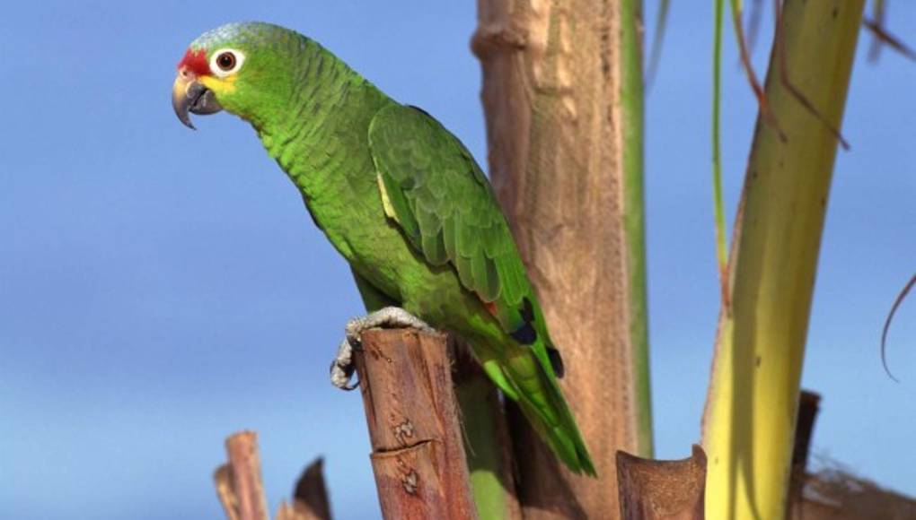 Los loros colaboran contra la deforestación