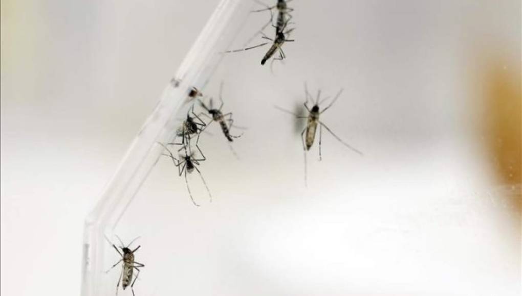 10 cosas que desconoce sobre el virus del Zika
