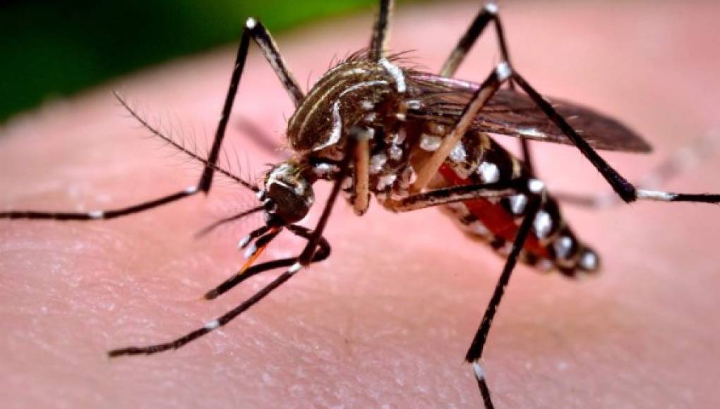 El Salvador confirma presencia del virus zika en el país