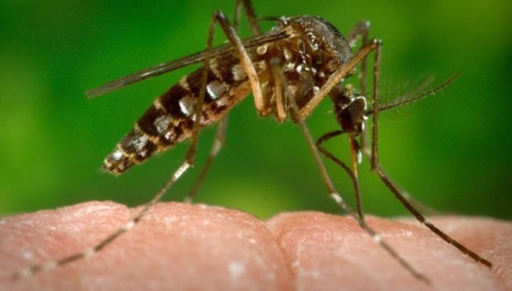 Nicaragua alerta por presencia de virus zika en Centroamérica  