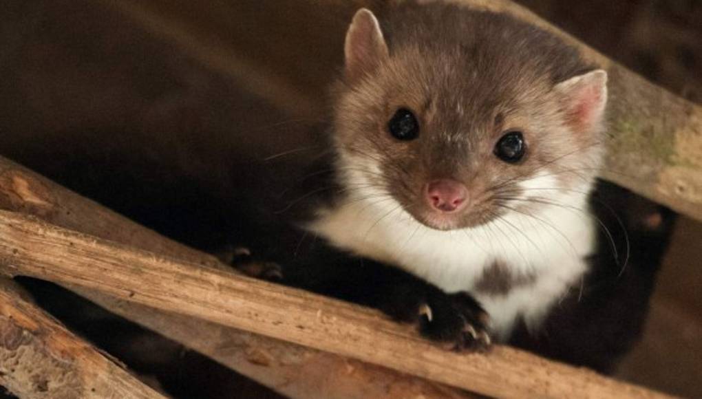 Una comadreja paralizó la máquina más grande del mundo