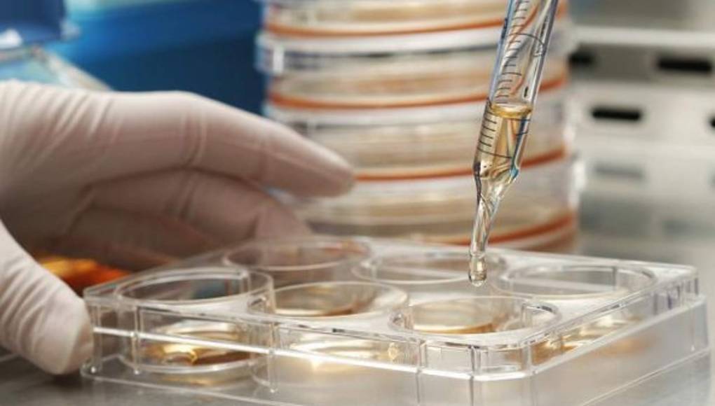 Científicos nipones logran regenerar células nerviosas con células híbridas