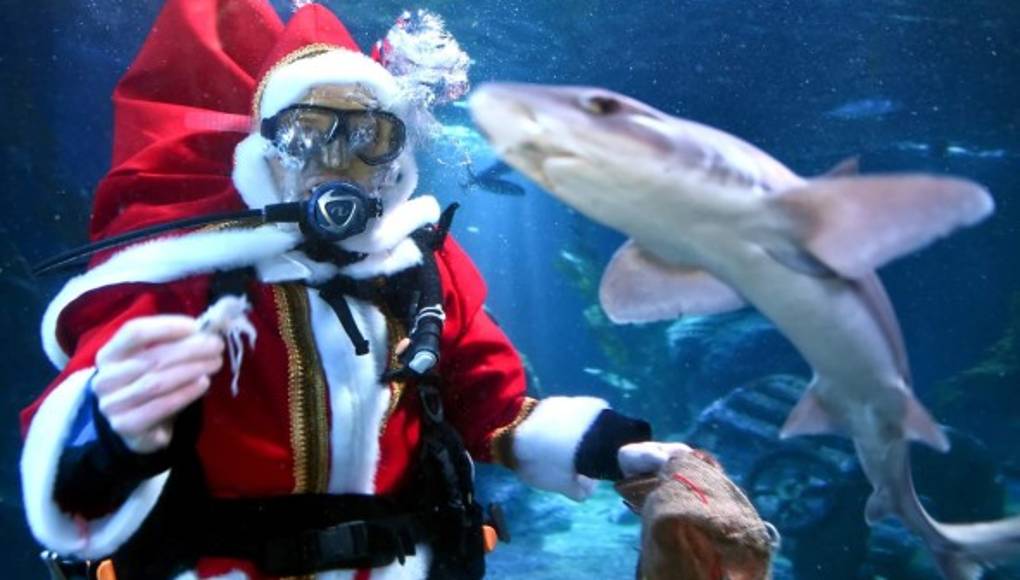 Navidad submarina en zoológico